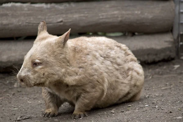 Peludo nariz wombat — Foto de Stock