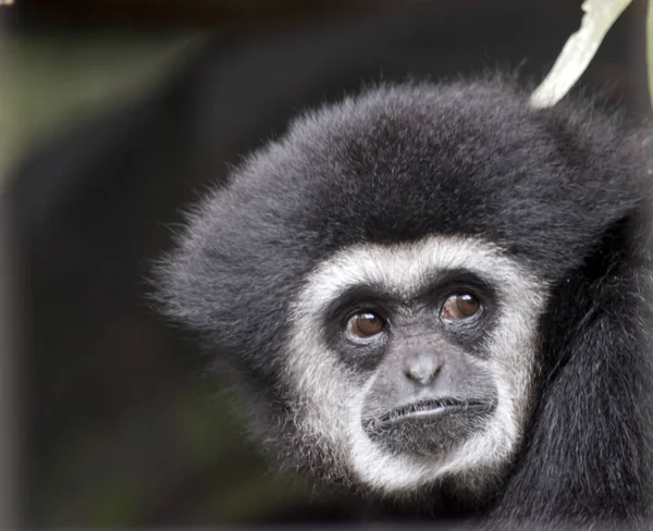 Vit räckte gibbon — Stockfoto