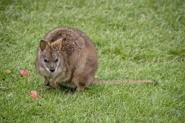 Tammarwallabie eten — Stockfoto