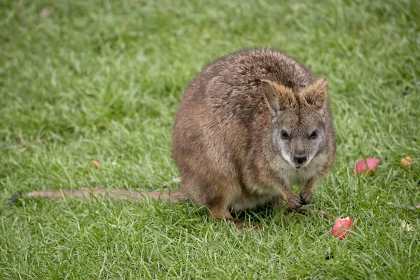 Étkezési Erzsebet-wallaby — Stock Fotó