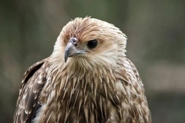 siyah uçurtma yakın çekim