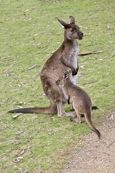 Kanguru Adası kanguru ve joey
