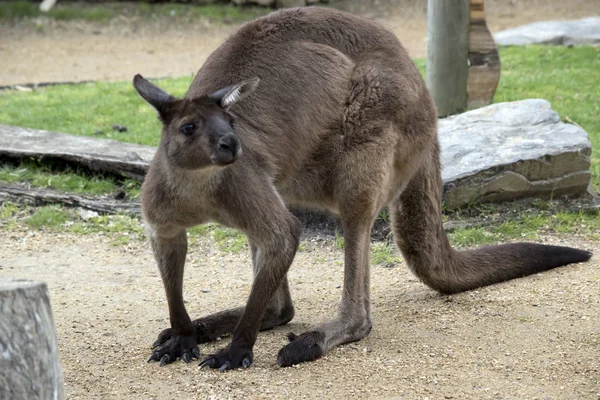 Kangaroo-eiland kangoeroe rusten — Stockfoto