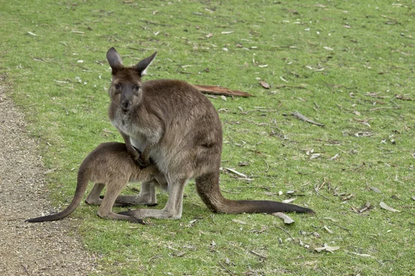 Кенгуру-островной кенгуру и Джои — стоковое фото