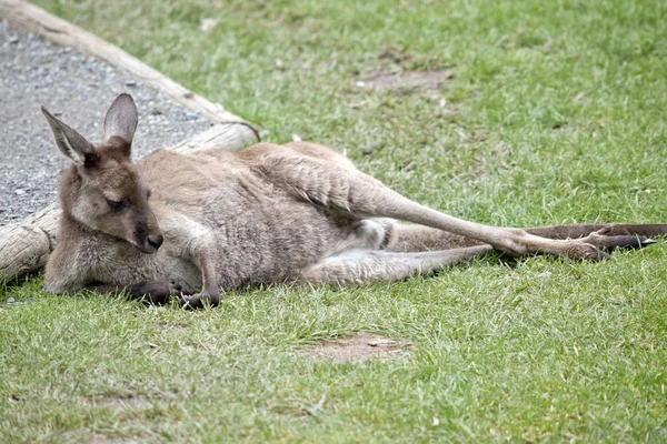 Kangaroo-eiland kangoeroe rusten — Stockfoto