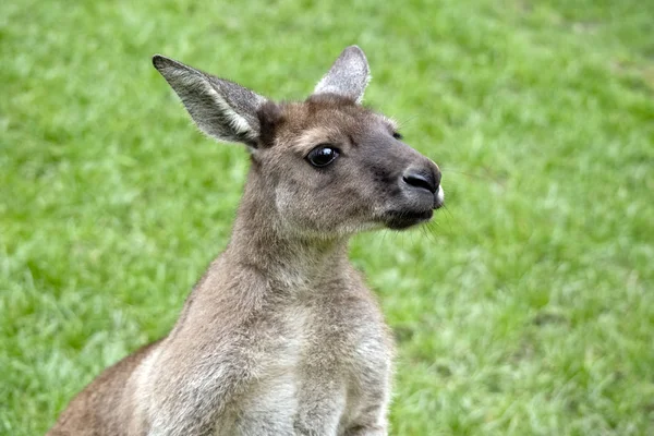 Canguru-ilha-canguru — Fotografia de Stock