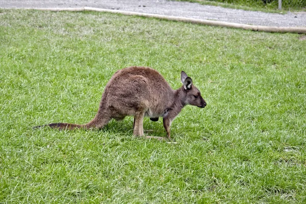 Canguro-Island canguro joey — Foto de Stock