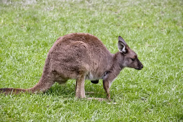 Kangaroo-eiland kangoeroe joey — Stockfoto