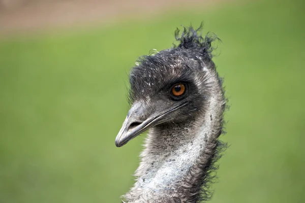 Australien emu aus nächster Nähe — Stockfoto