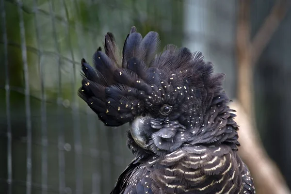 Female red tailed black cockatoo — Stock Photo, Image