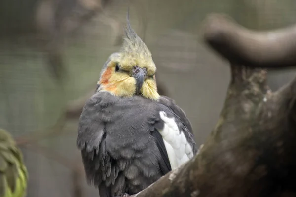 Cockatiel를 닫습니다. — 스톡 사진