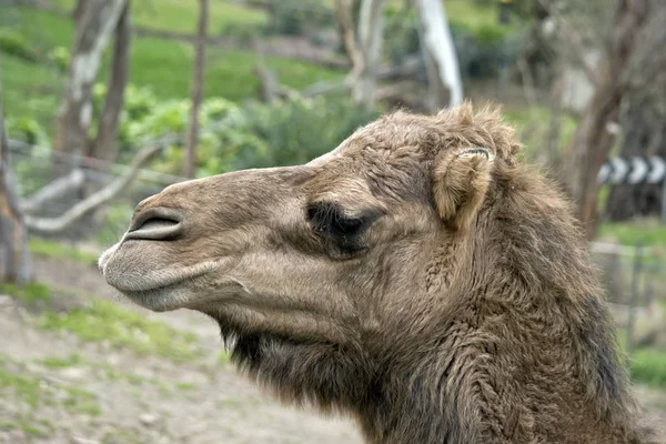 Καμήλα από κοντά — Φωτογραφία Αρχείου