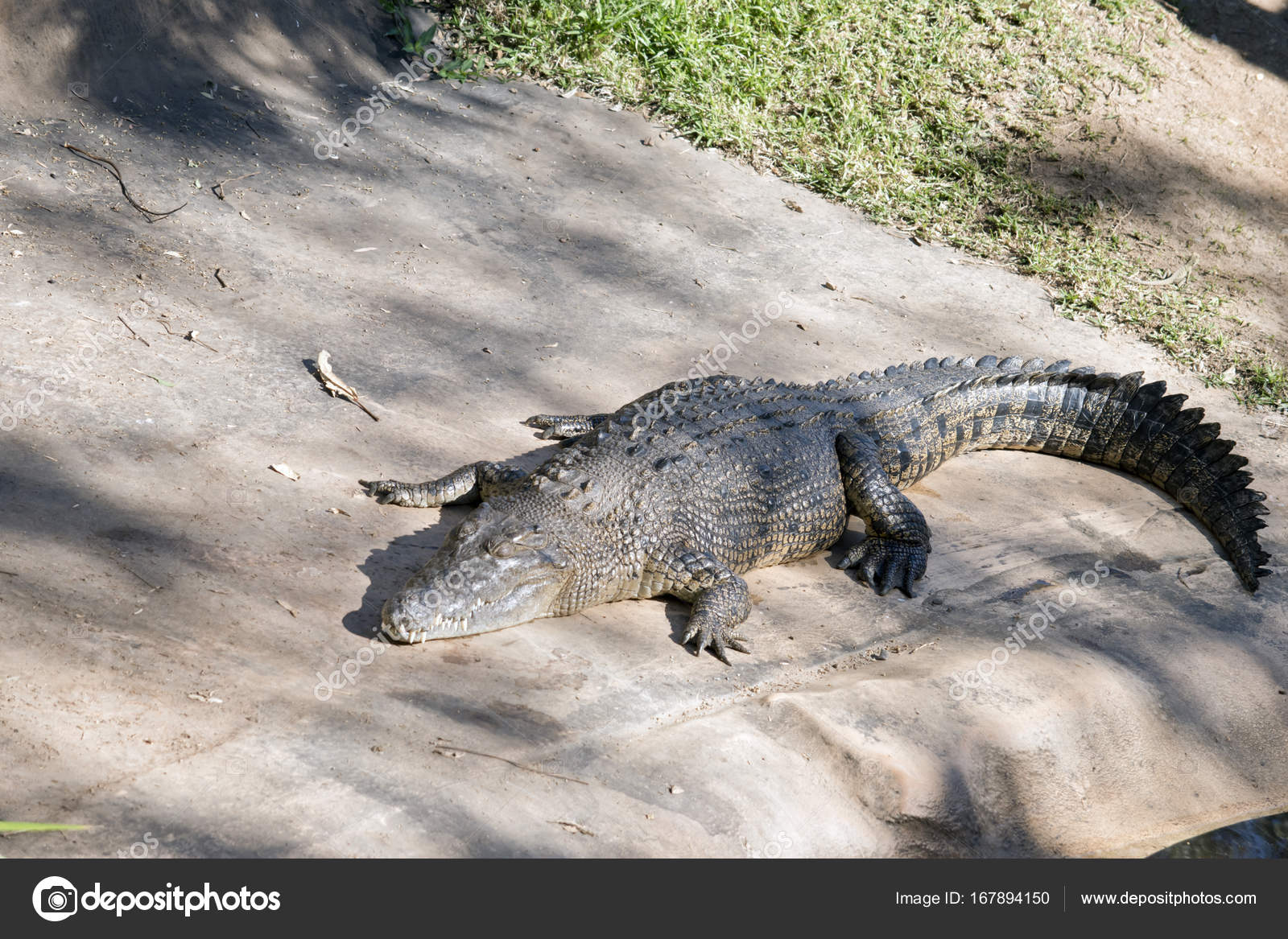 Salzwasser krokodil