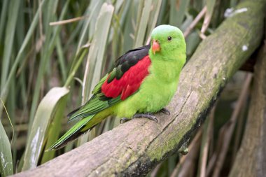 Kırmızı kanat papağan