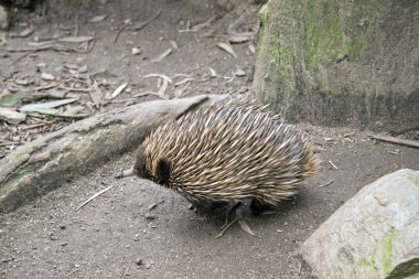 Dikenli karıncayiyengiller sude görünümü