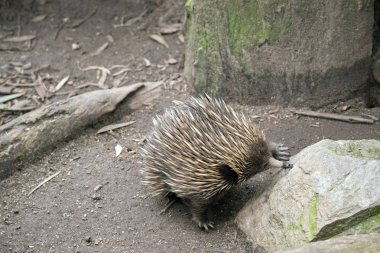 Dikenli karıncayiyengiller yeme karıncalar