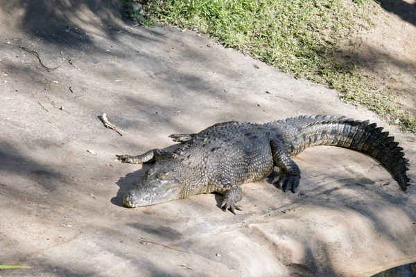Sós víz krokodil — Stock Fotó