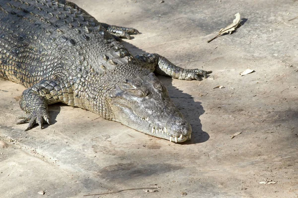 Crocodilo de água salgada — Fotografia de Stock