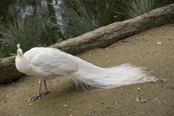 Weißer Pfau mit langem Schwanz — Stockfoto