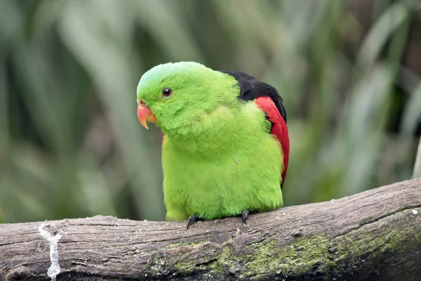 Kırmızı kanat papağan