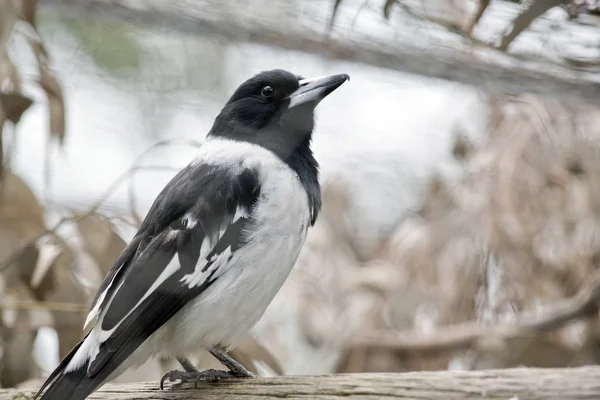 Ptak rzeźnik srokaty — Zdjęcie stockowe