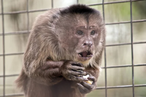 Brown capuchin close up — стоковое фото