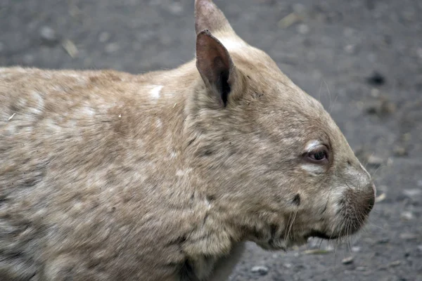 Peludo nariz wombat —  Fotos de Stock
