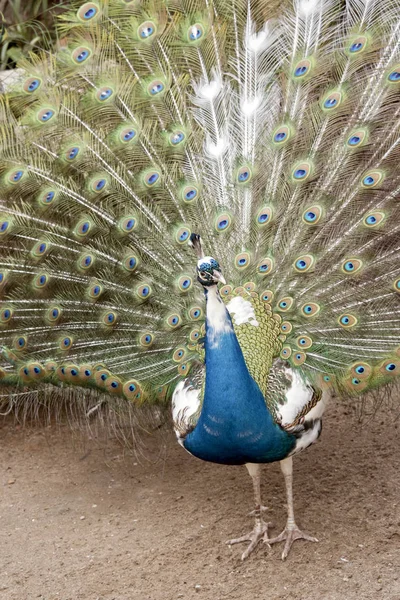 Pavo real de cerca — Foto de Stock