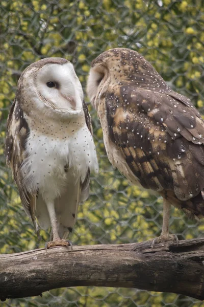 Two masked owl — Stock Photo, Image