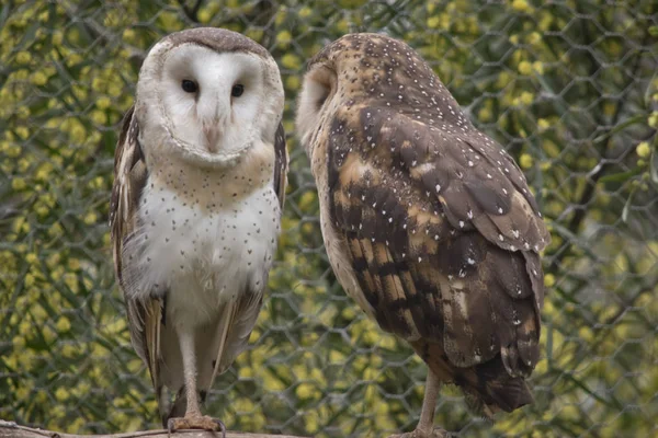 Two masked owl — Stock Photo, Image