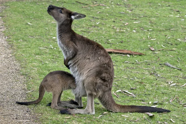 Kangaroo-Island kangaroo and joey — Stock Photo, Image