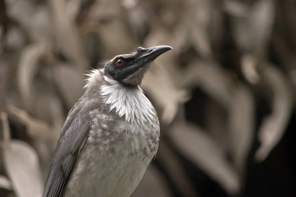 Głośne frair ptak — Zdjęcie stockowe
