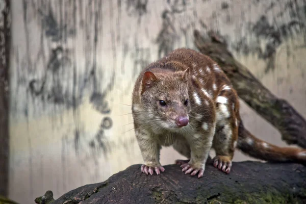 Quoll  close up — Stock Photo, Image