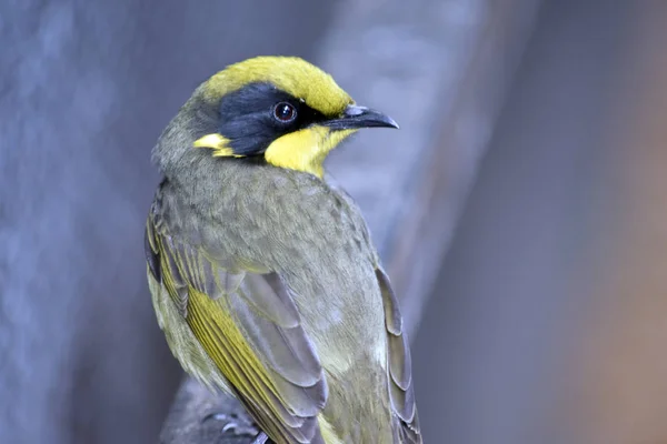 노란 술된 honeyeater — 스톡 사진