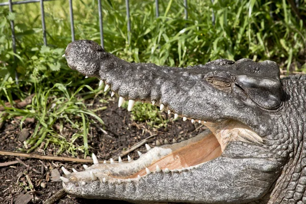 Salt water crocodile — Stock Photo, Image