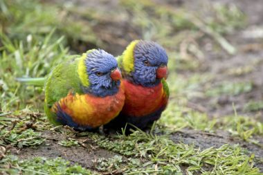 iki gökkuşağı lorikeets