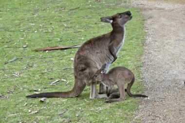 Kanguru Adası kanguru ve joey