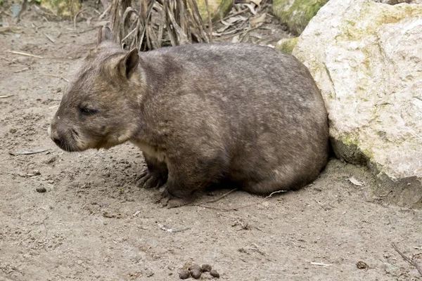 Wombat sidovy — Stockfoto