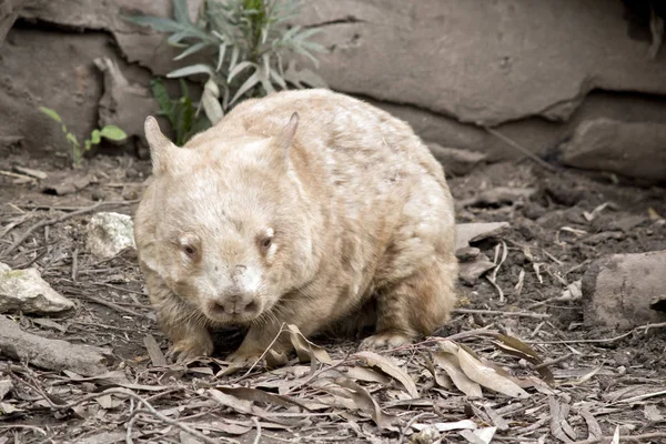Close up of a wombat — Stock Photo, Image