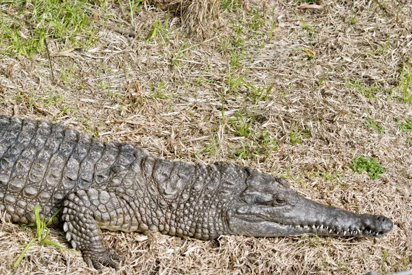 Słodkowodnych krokodyla — Zdjęcie stockowe