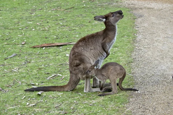 Klokaní ostrov klokan a joey — Stock fotografie