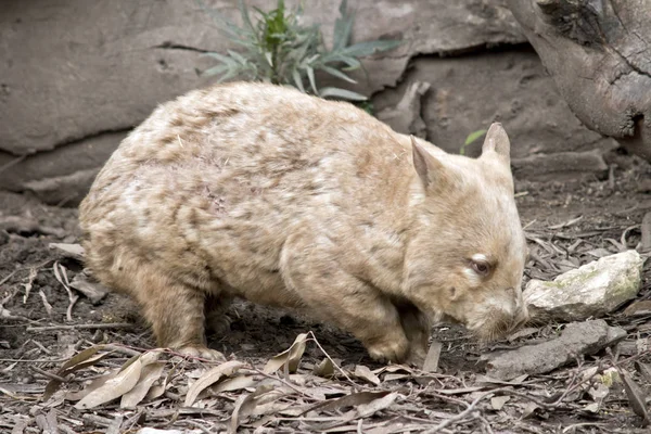 Wombat κοντινό πλάνο — Φωτογραφία Αρχείου