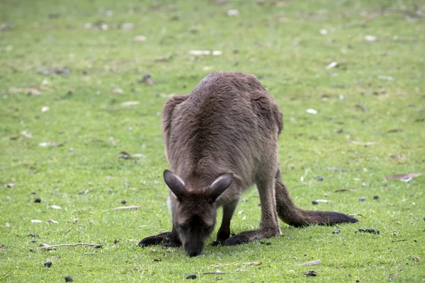 Kangaroo-Island kangaroo eating — Stock Photo, Image