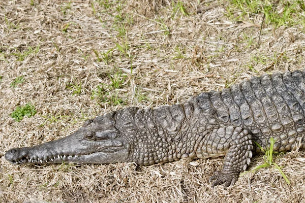 Свежий крокодил — стоковое фото