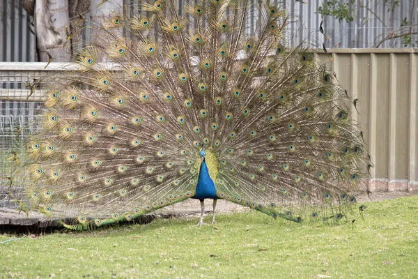 peacock displaying tail