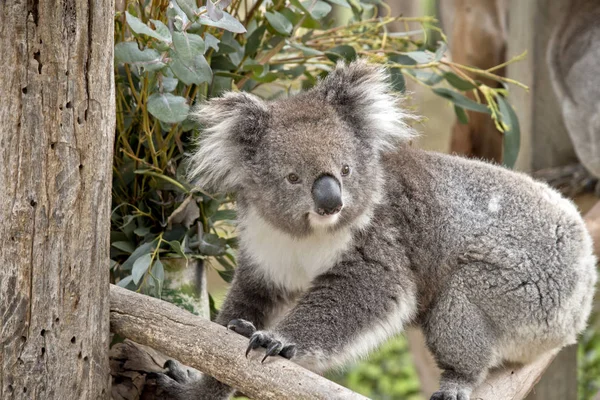 Koala κοντινό πλάνο — Φωτογραφία Αρχείου