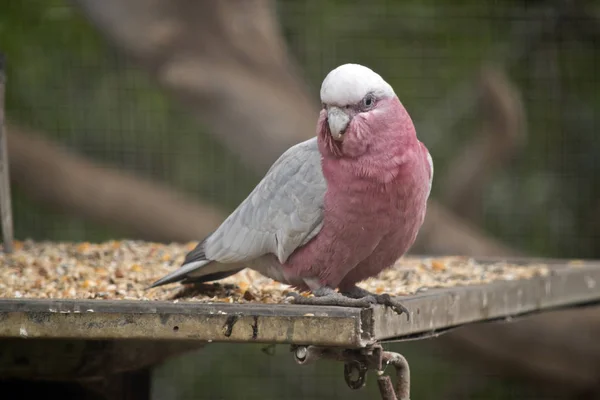 Galah de cerca —  Fotos de Stock