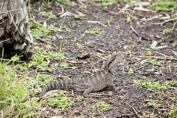 Water dragon hagedis — Stockfoto