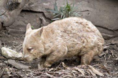 Wombat yan görünüm