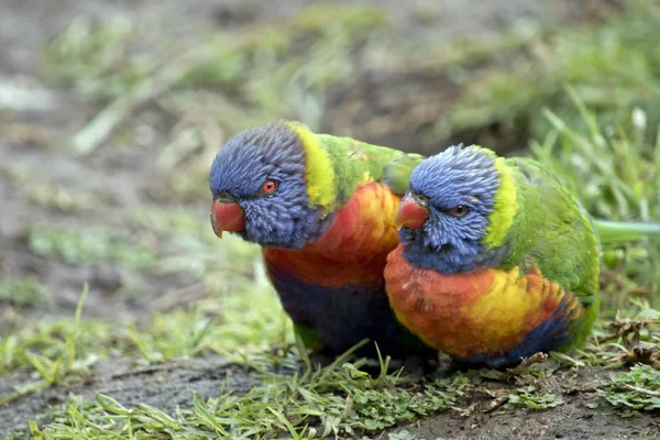 Two rainbow lorikeets — Stock Photo, Image